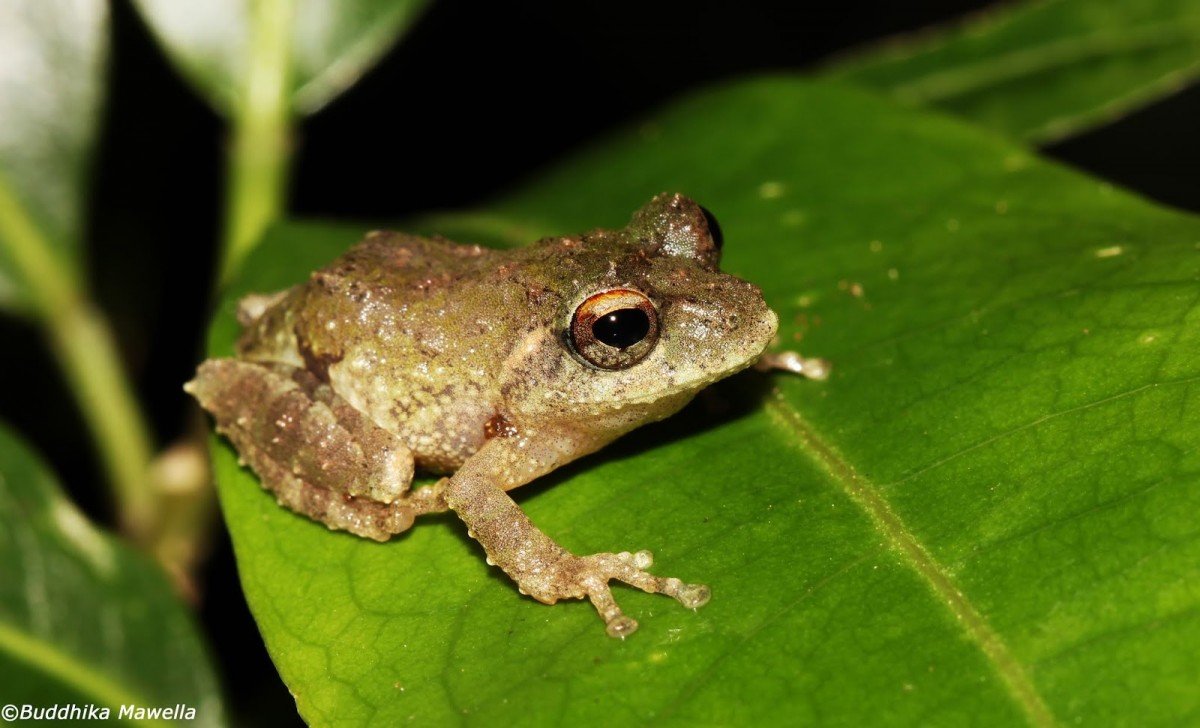 Pseudophilautus hankeni Meegaskumbura, M. & Manamendra-Arachchi, K., 2011